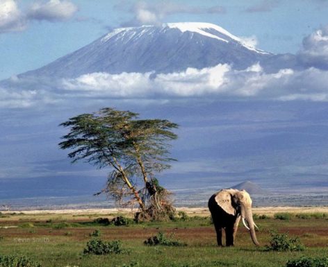 Kilimanjaro