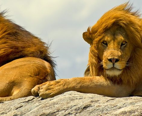 Lions sur une roche