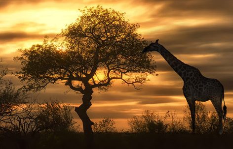 Girafe au coucher du soleil