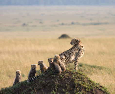 En safari sans le Masai Mara