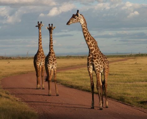 Girafes Tanzanie