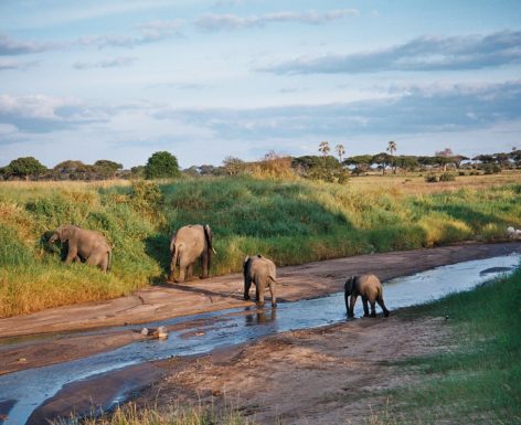 Éléphants